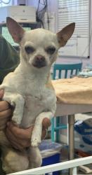 Found/Stray Female Dog last seen Near Grand Ave Spring Valley CA, Spring Valley, CA 91977
