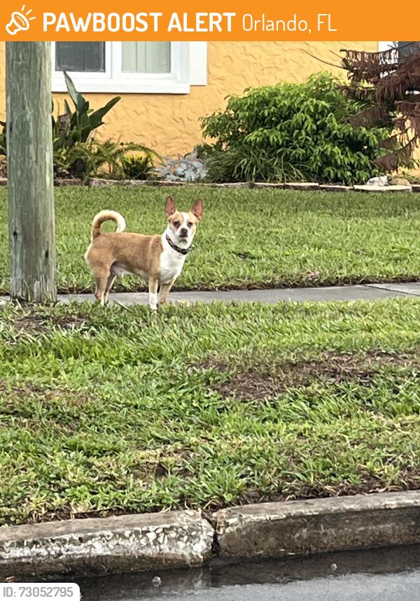 Found/Stray Unknown Dog last seen barksdale dr, Orlando, FL 32822