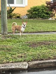 Found/Stray Unknown Dog last seen barksdale dr, Orlando, FL 32822