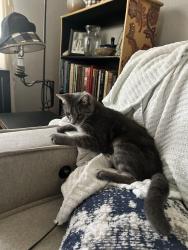 Lost Male Cat last seen Near DeArment parkway, Pittsburgh, PA 15241