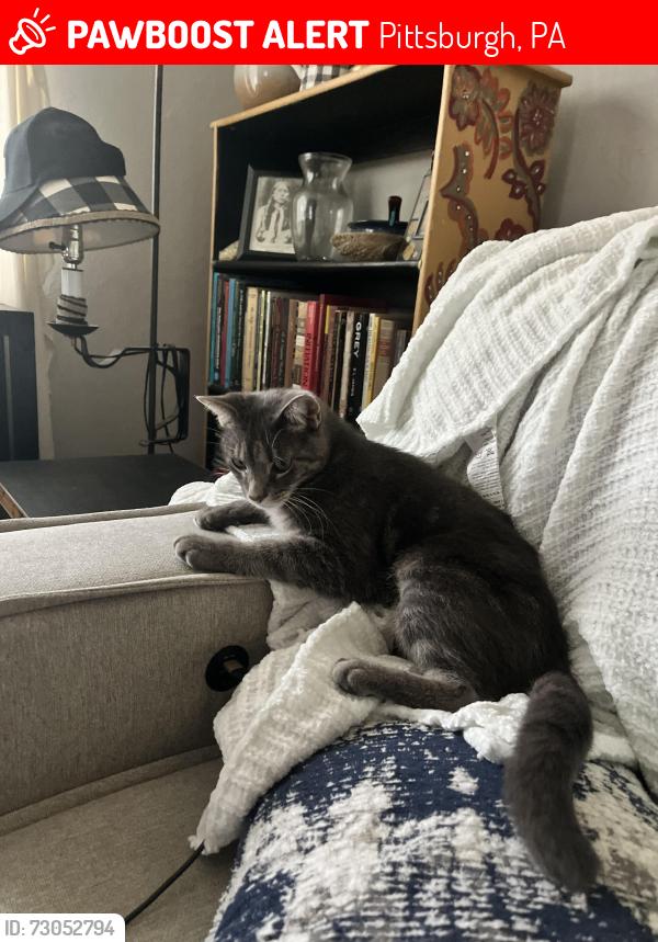 Lost Male Cat last seen Near DeArment parkway, Pittsburgh, PA 15241