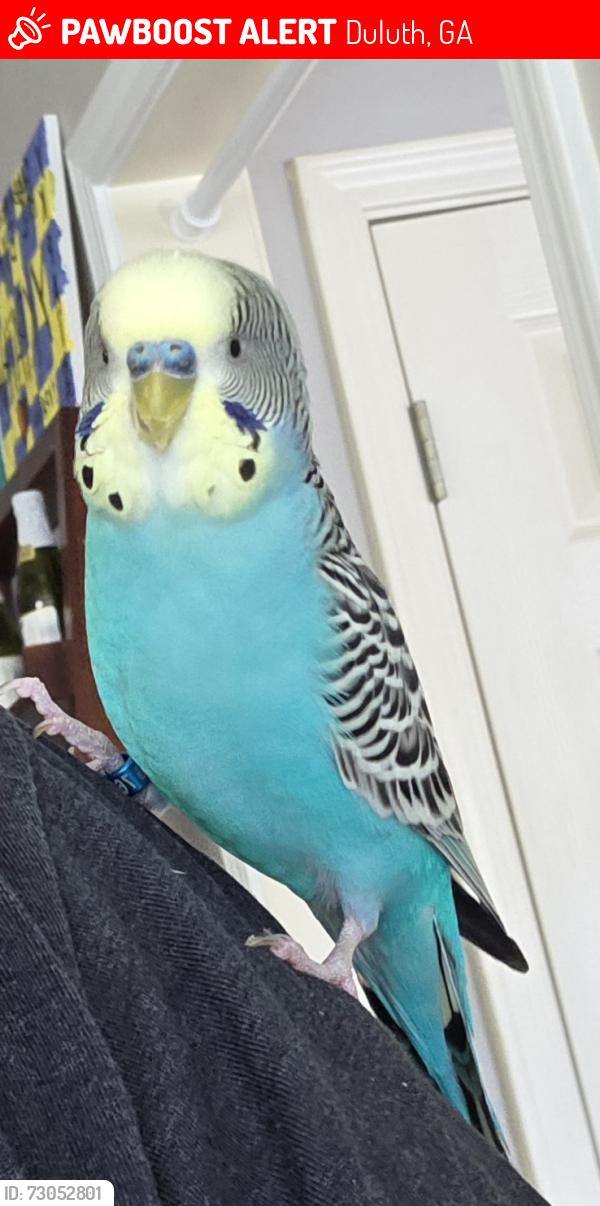 Lost Male Bird last seen Trees?, Duluth, GA 30097
