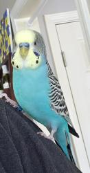 Lost Male Bird last seen Trees?, Duluth, GA 30097