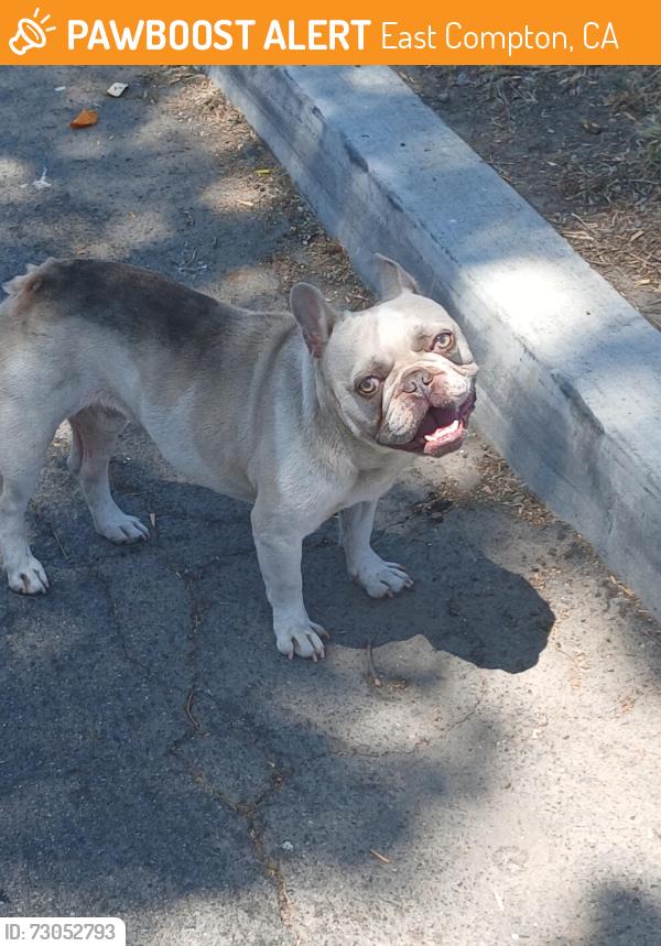 Found/Stray Male Dog last seen San Vicente and frailey, East Compton, CA 90221