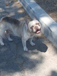 Found/Stray Male Dog last seen San Vicente and frailey, East Compton, CA 90221