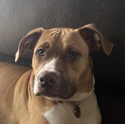 Lost Female Dog last seen Dickson, Inman, SC 29349
