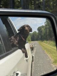 Lost Female Dog last seen Abercrombie, Honea Path, SC 29654