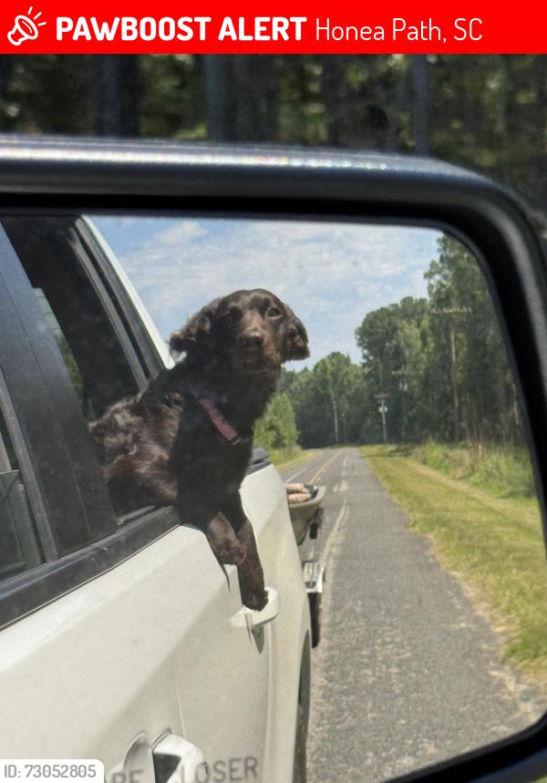Lost Female Dog last seen Abercrombie, Honea Path, SC 29654