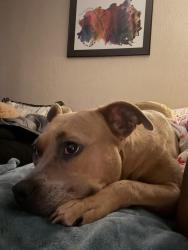 Lost Female Dog last seen Woodline, Houston, TX 77015