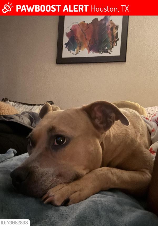 Lost Female Dog last seen Woodline, Houston, TX 77015