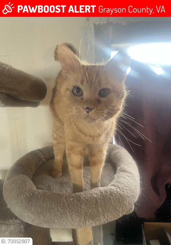 Lost Male Cat last seen Lime kiln and scenic, Grayson County, VA 24330