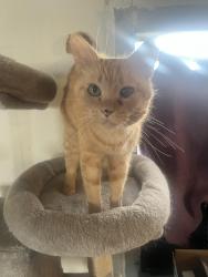 Lost Male Cat last seen Lime kiln and scenic, Grayson County, VA 24330