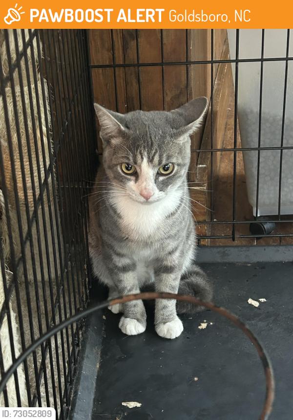 Found/Stray Male Cat last seen Ditchbank rd and 111, Goldsboro, NC 27534