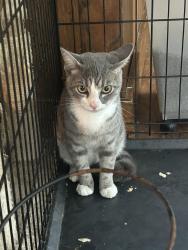 Found/Stray Male Cat last seen Ditchbank rd and 111, Goldsboro, NC 27534