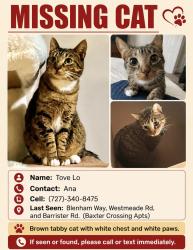 Lost Female Cat last seen Baxter Road, Chesterfield, MO 63005