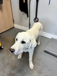 Shelter Stray Male Dog last seen Near W 2100 S, Magna Township, UT, 84044, 511 W 3900 S, Salt Lake City, UT 84123, USA