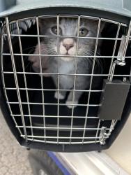 Shelter Stray Unknown Cat last seen Pier Court, VIRGINA BEACH, VA, 341 S Birdneck Rd, Virginia Beach, VA 23451, USA