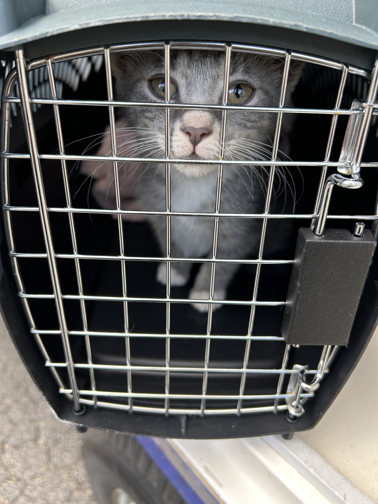 Shelter Stray Unknown Cat last seen Pier Court, VIRGINA BEACH, VA, 341 S Birdneck Rd, Virginia Beach, VA 23451, USA