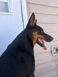 Found/Stray Female Dog last seen 83rd St S and South Tacoma Way, Lakewood, WA 98499