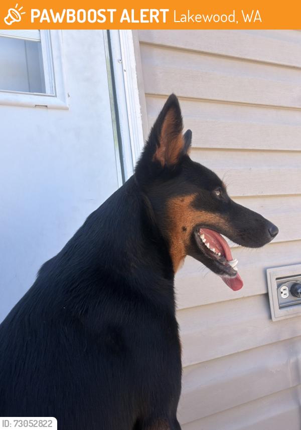 Found/Stray Female Dog last seen 83rd St S and South Tacoma Way, Lakewood, WA 98499