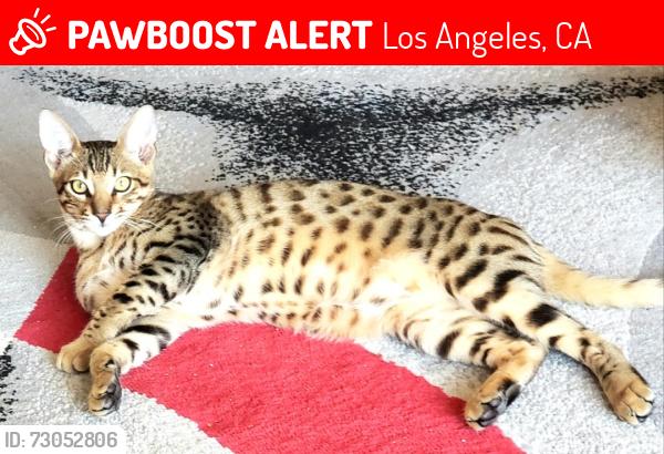 Lost Male Cat last seen HOLLYWOOD, Los Angeles, CA 90028