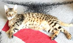Lost Male Cat last seen HOLLYWOOD, Los Angeles, CA 90028
