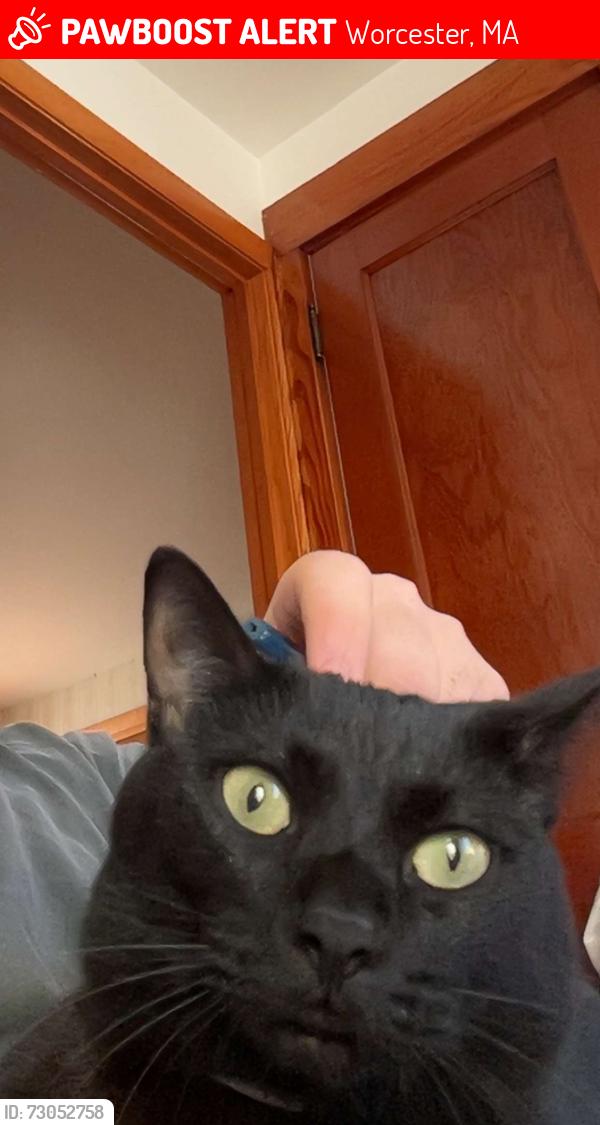 Lost Female Cat last seen Pasadena parkway, Worcester, MA 01605