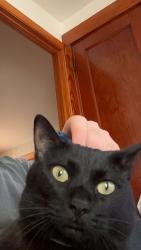 Lost Female Cat last seen Pasadena parkway, Worcester, MA 01605