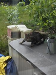 Found/Stray Male Cat last seen Badlands and Kelly Road, Hudson, Hudson, WI 54016