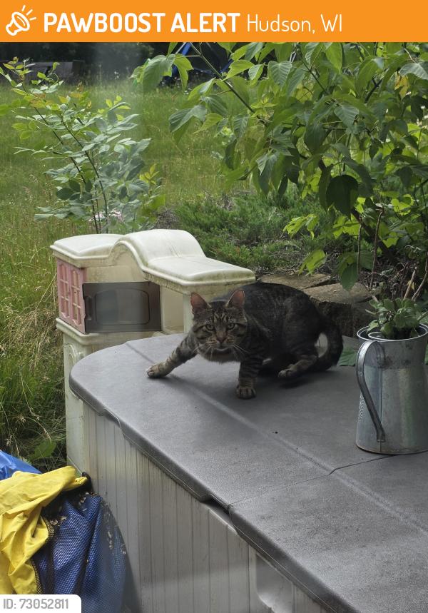 Found/Stray Male Cat last seen Badlands and Kelly Road, Hudson, Hudson, WI 54016
