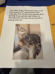 Lost Male Cat last seen Lakeville near Jamison Path, Lakeville, MN 55044