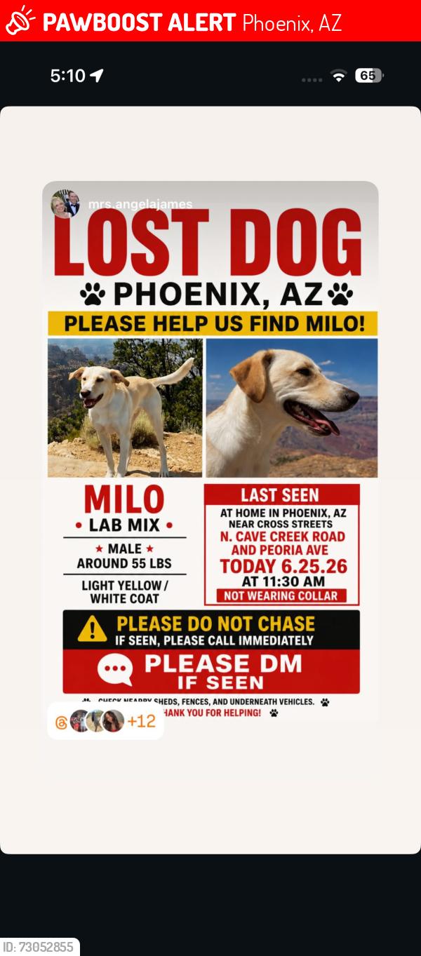 Lost Male Dog last seen Peoria and Cave Creek, Phoenix, AZ 85020