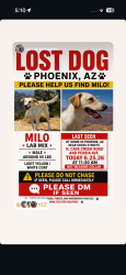 Lost Male Dog last seen Peoria and Cave Creek, Phoenix, AZ 85020