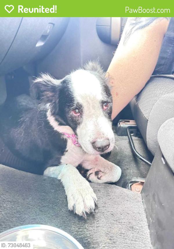 Reunited Female Dog last seen Near N Courtenay Pkwy, Merritt Island, FL 32953, Merritt Island, FL 32953