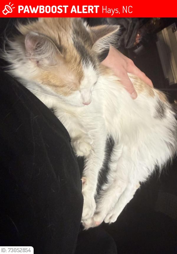 Lost Female Cat last seen Near dillard rd, off Haymeadow, Hays, NC 28635