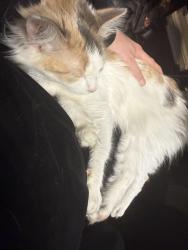 Lost Female Cat last seen Near dillard rd, off Haymeadow, Hays, NC 28635