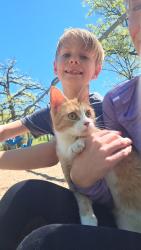 Lost Female Cat last seen Rosemount high school, Rosemount, MN 55068