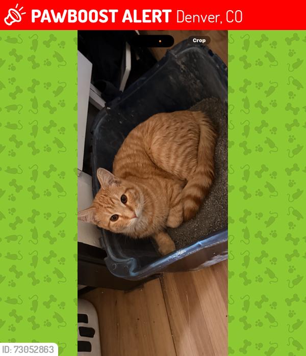 Lost Male Cat last seen Kentucky and ralenigh, Denver, CO 80219