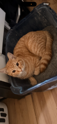 Lost Male Cat last seen Kentucky and ralenigh, Denver, CO 80219