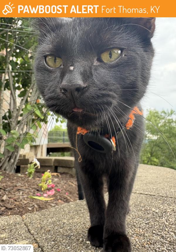 Found/Stray Male Cat last seen Near Johnson Elementary , Fort Thomas, KY 41075
