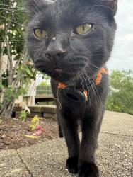 Found/Stray Male Cat last seen Near Johnson Elementary , Fort Thomas, KY 41075