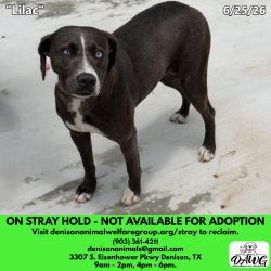 Shelter Stray Female Dog last seen , 3307 S Eisenhower Pkwy, Denison, TX 75020, USA