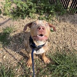 Shelter Stray Female Dog last seen , Animal Care & Control Team of Philly, 111 W Hunting Park Ave, Philadelphia, PA 19140, USA