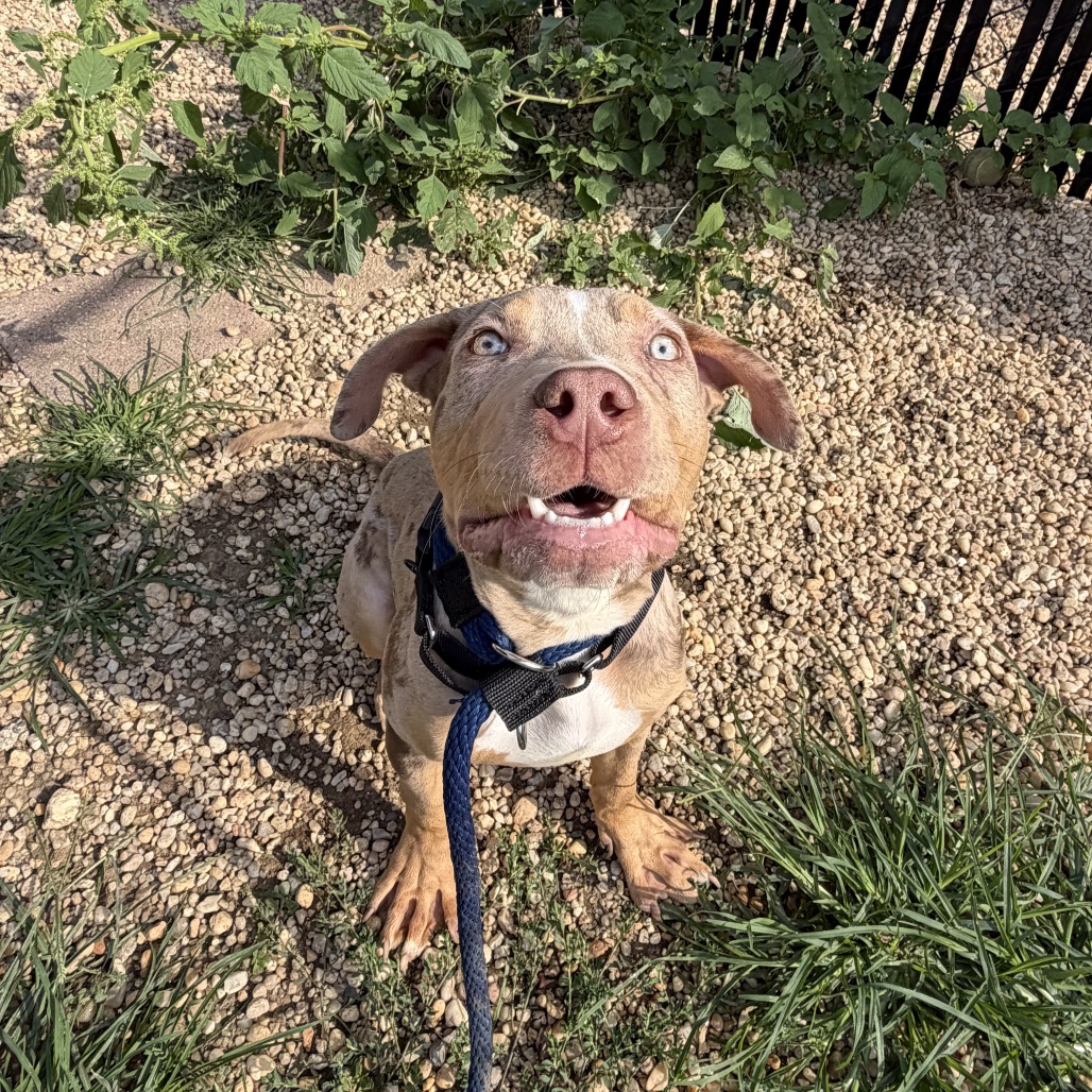 Shelter Stray Female Dog last seen , Animal Care & Control Team of Philly, 111 W Hunting Park Ave, Philadelphia, PA 19140, USA