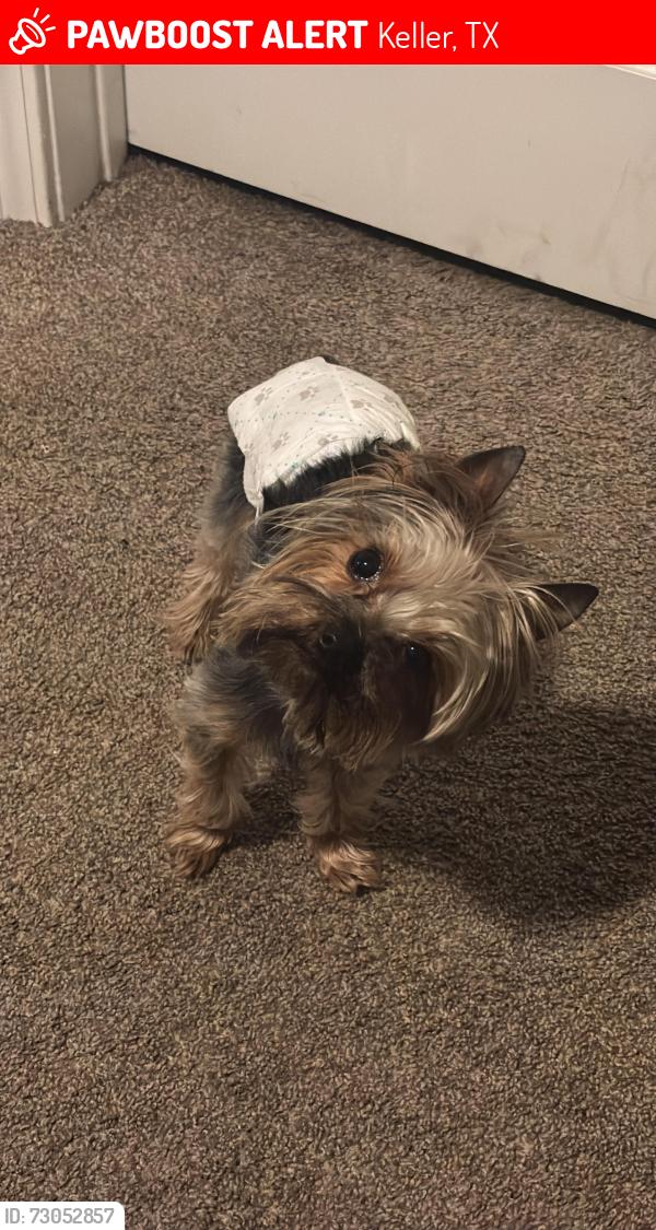 Lost Male Dog last seen Pine Tree Circle W (Forth Worth, Texas), Keller, TX 76244