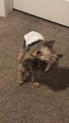 Lost Male Dog last seen Pine Tree Circle W (Forth Worth, Texas), Keller, TX 76244