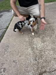 Found/Stray Female Dog last seen N 76th and 129th, Owasso, OK 74055