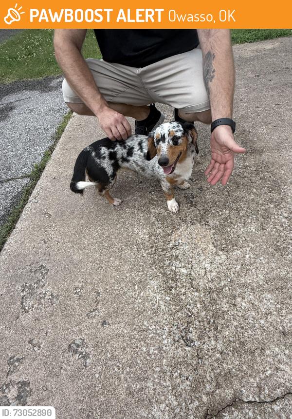 Found/Stray Female Dog last seen N 76th and 129th, Owasso, OK 74055