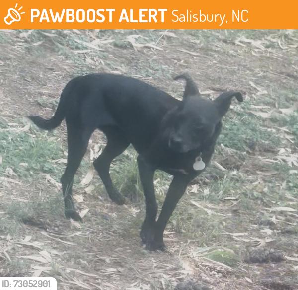 Found/Stray Female Dog last seen W Innes Street, Salisbury, NC 28144