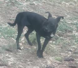Found/Stray Female Dog last seen W Innes Street, Salisbury, NC 28144